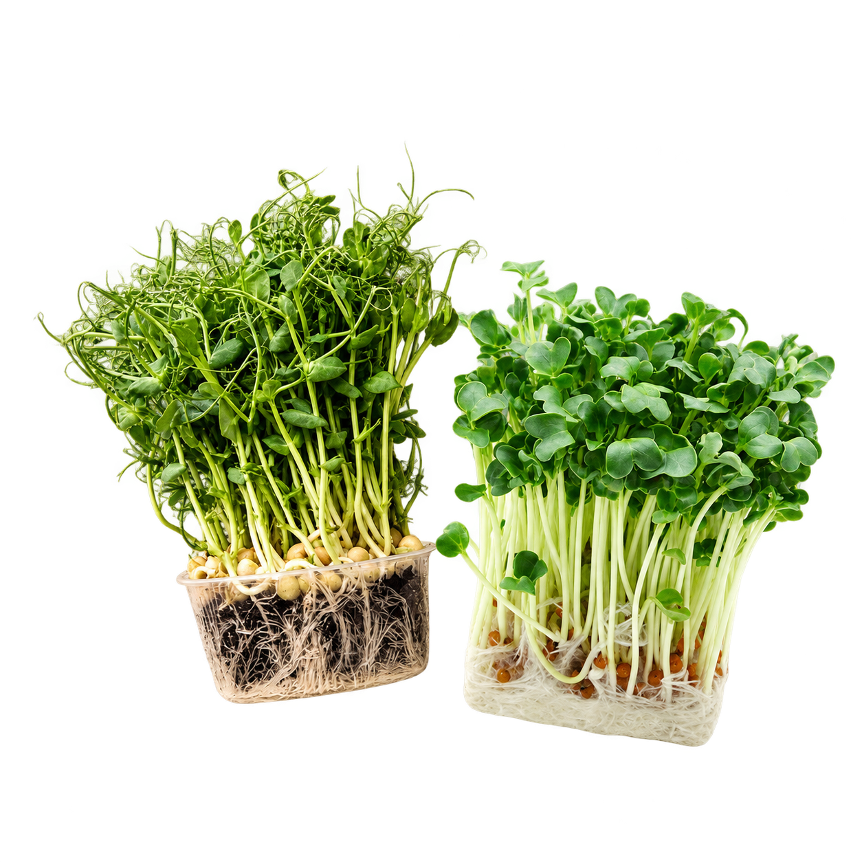 Green sprouts microgreens germination